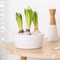 Elegant Hydroponic Planter Glass Hyacinth Vase for Indoor Bulb Gardening