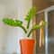 Monstera Mirror Bathroom Organizer for Toothbrushes, Jewelry & Vanity Storage
