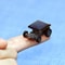 Solar Powered Mini Science Car Kit for Kids STEM Learning and Solar Energy Experiments