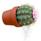 Cactus Shape Design Salt And Pepper Dispenser Bottle S pice Seasoning Containers Salt Pepper Shakers S pice Organizer Spic e Jar