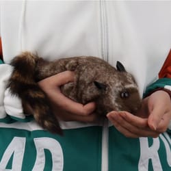 robbie the rocky raccoon – life-like magic raccoon toy for tricks & comedy
