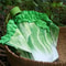 Cabbage Leaf Folding Umbrella with UV Protection Funny Vegetable Rain & Sun Parasol