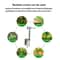 Stainless Steel Seedling Transplanter Tool For Vegetable Garden Planting 5
