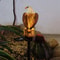 Solar Resin Eagle Outdoor Lamp Garden Patio Decorative Lawn Light 3