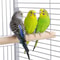 61 Large Bird Cage With Play Top Spacious Parrot Cage For Finch Cockatoo Budgie Conure Includes St 6