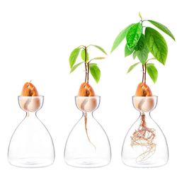 transparent glass avocado seed starter vase | plant growing kit for gardening enthusiasts