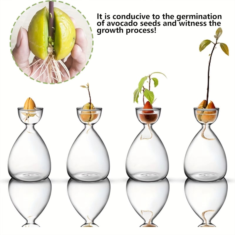 Transparent Glass Avocado Seed Starter Vase Plant Growing Kit For Gardening Enthusiasts 1