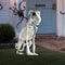 Realistic Halloween Skeleton Dog Posable Spooky Pet Decor For Haunted Yard Party Creepy Skull Bone 0