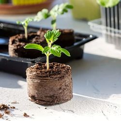 coconut coir fiber seed starter blocks with nursery tray, compressed soil for plant cutting, vegetable, herb & flower