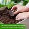 Coconut Coir Fiber Seed Starter Blocks With Nursery Tray Compressed Soil For Plant Cutting Vegetabl 2