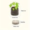 Coconut Coir Fiber Seed Starter Blocks With Nursery Tray Compressed Soil For Plant Cutting Vegetabl 4