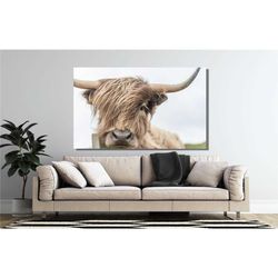 scottish cow poster, scottish highland cattle canvas wall