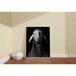 Sheep Photography Wall Art / Framed Black and