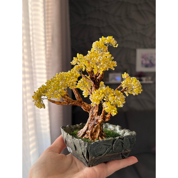 Yellow-bonsai-tree.jpeg