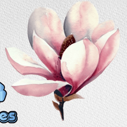 watercolor magnolia flower clipart png design 103