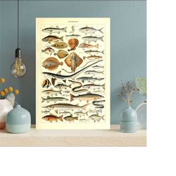 fish marine life posters, vintage antique aquatic life,