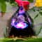 Attract Wealth And Relieve Stress With Homeopathic Amethyst Crystal Ball Pyramid Raw Stone Home Dec 3