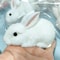 Squishy Cute Bunny Squeeze Toy Soft White Rabbit Fidget Stress Relief Toy For Kids Adults 0