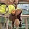 Creative Handcrafted Wind Chimes Pendant AncientStyle Fruit Shells Craft Decor For Children And Hom 3