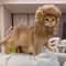 Adjustable Cat and Dog Lion Mane Hairpiece for Humorous Dress-up Play