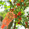 High Reach Fruit Picker Tool Basket For Tree Harvesting Garden Fruit Picker For Peach Plum Jujube 3