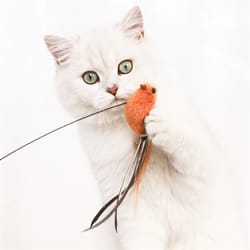 upgraded feather cat teasing stick safe & engaging bird simulation toy with epoxy sucker & steel wire rod