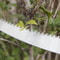 High Performance Curved Pruning Saw with Comfort Grip for Tree and Garden Cutting