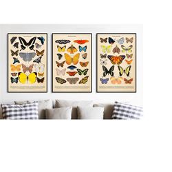 florida butterflies | set of 3 | classroom print | learning nature poster | butterflies oil painting | print for kids