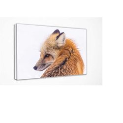 red fox in lamar valley, canvas wall art