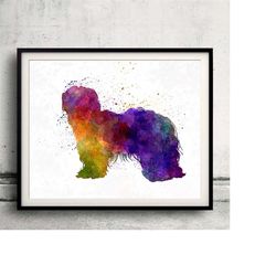dutch shapendoes 01 in watercolor - fine art print glicee poster decor home watercolor gift illustration dog - sku 0039