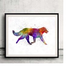 kuvasz 01 in watercolor - fine art print glicee poster decor home watercolor gift illustration dog - sku 0066