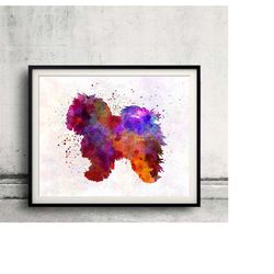 bolognese 01 in watercolor - fine art print glicee poster decor home watercolor gift illustration dog - sku 0313