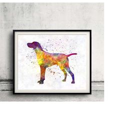 hungarian shorthaired pointer 01 in watercolor - fine art print glicee poster decor home watercolor gift illustration do