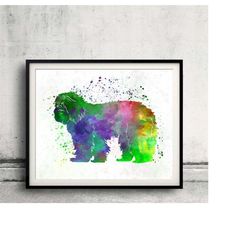 portuguese sheepdog 01 in watercolor - fine art print glicee poster decor home watercolor gift illustration dog - sku 03