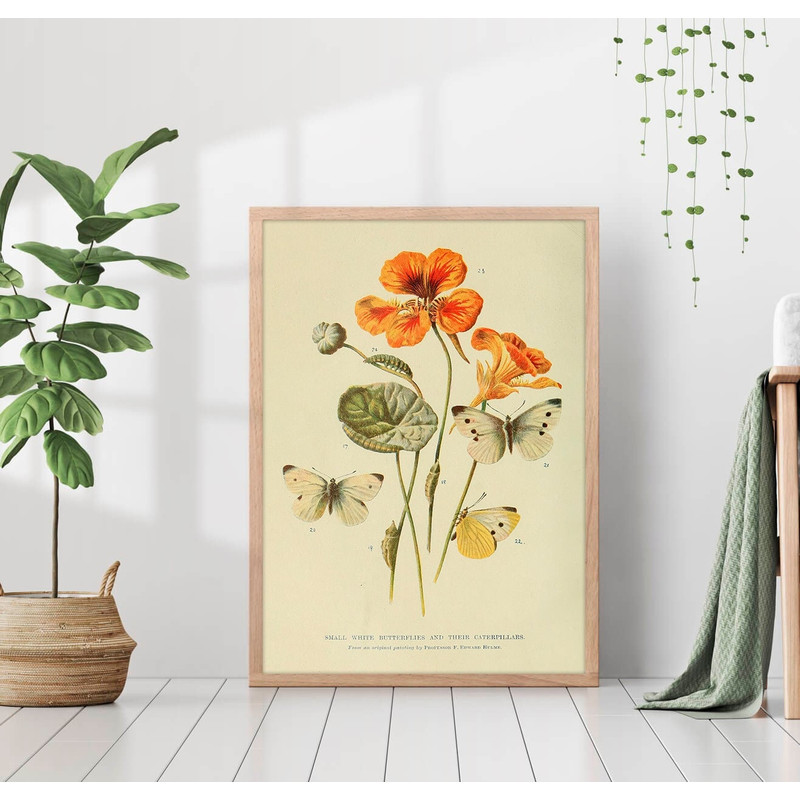 Flowers Illustration Butterfly Vintage Wall Art Herbarium Antique Retro Botanical Pastel Floral Boho Room Decor Canvas Print Poster Frame.jpg