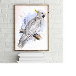 plictolophus galeritus beautiful cockatoo painting poster, colourful wall art print