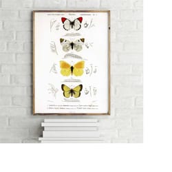 stages of butterfly transformation vintage poster, retro wall art print