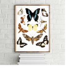 madagascan butterflies and moths vintage poster, retro wall art print