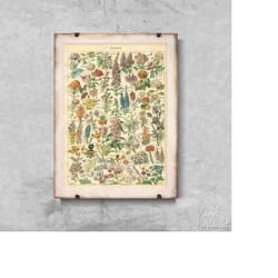 retro flower print adolphe millo retro poster, retro wall decoration, garden wall art, floral art 673