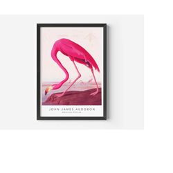 john james audubon, american flamingo, mid-century art poster,