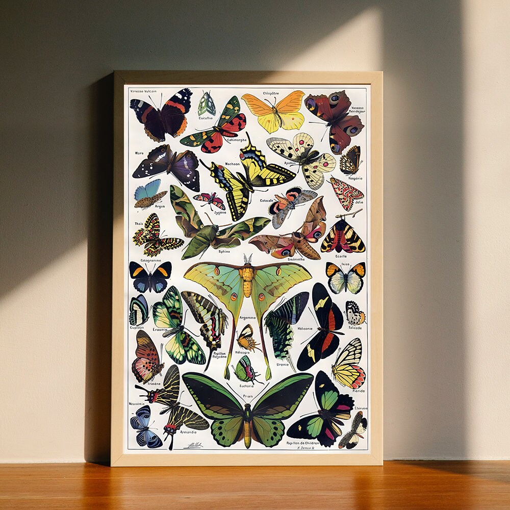 Butterflies Butterfly moths vintage art antique old wildlife insect art Canvas Poster, Wall Art Decor, Home Decor, No Frame.jpg