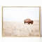 Solitary Plains Bison Buffalo Photography Boho Nature South Western Room Decor Canvas Print Poster Frame Digital Wall Art Trendy Photo.jpg
