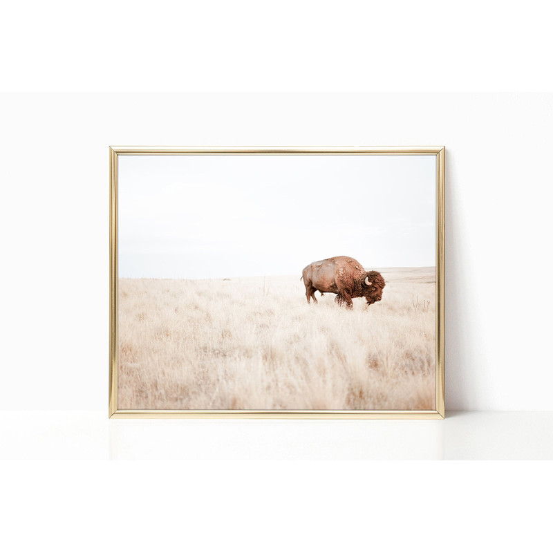 Solitary Plains Bison Buffalo Photography Boho Nature South Western Room Decor Canvas Print Poster Frame Digital Wall Art Trendy Photo.jpg