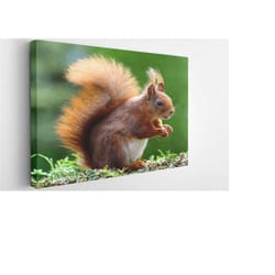 little squirrel canvas wall art print | poster print decor for home & office decoration i poster or ready to hang