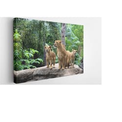 family lion, canvas wall art print | poster print decor for home & office decoration i poster or ready to hang