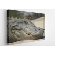 wild crocodile canvas wall art print | poster print decor for home & office decoration i poster or ready to hang
