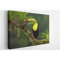 sweet toucan canvas wall art print | poster print decor for home & office decoration i poster or ready to hang