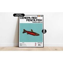 aquarium fish poster, cenepa red pencilfish aquarium poster,