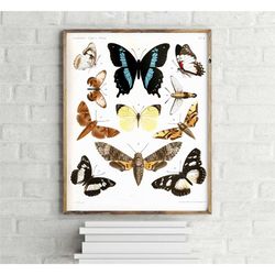 madagascan butterflies and moths vintage poster, retro wall