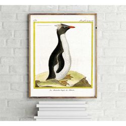 southern rockhopper penguin vintage sketch poster, retro wall